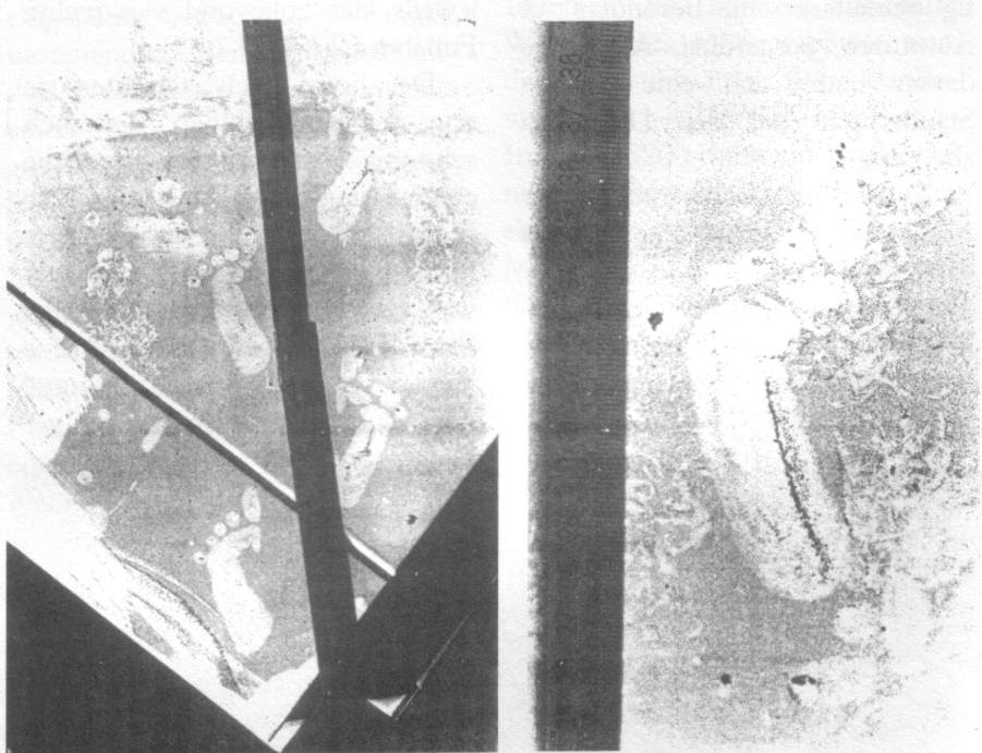 Fussspuren von Anfang März 1991