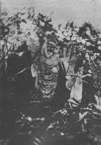 Das dritte Bild im August 1920